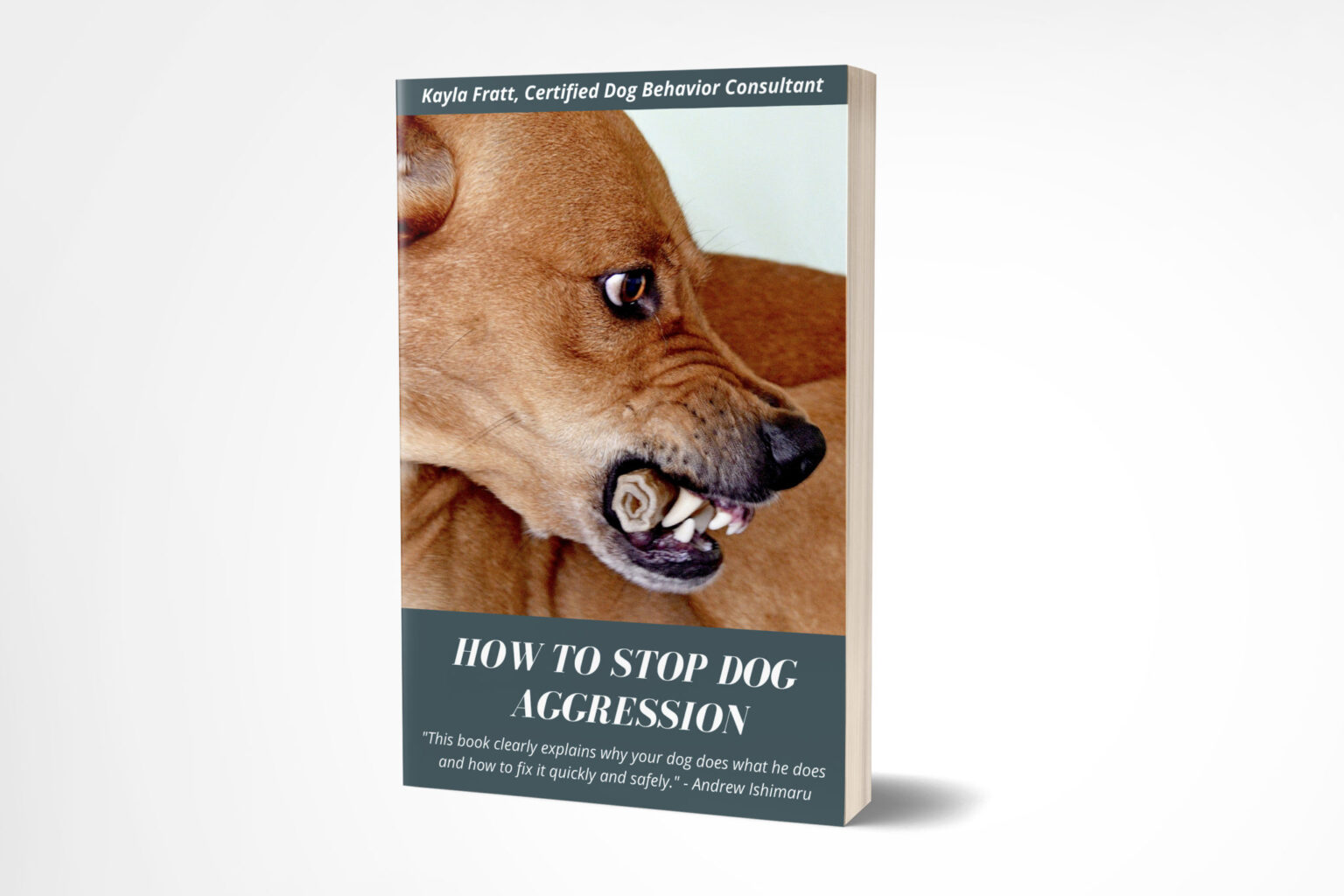 How to Stop Dog Aggression Journey Dog Training