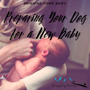 Bringing Home Baby: Preparing Your Dog for a New Baby