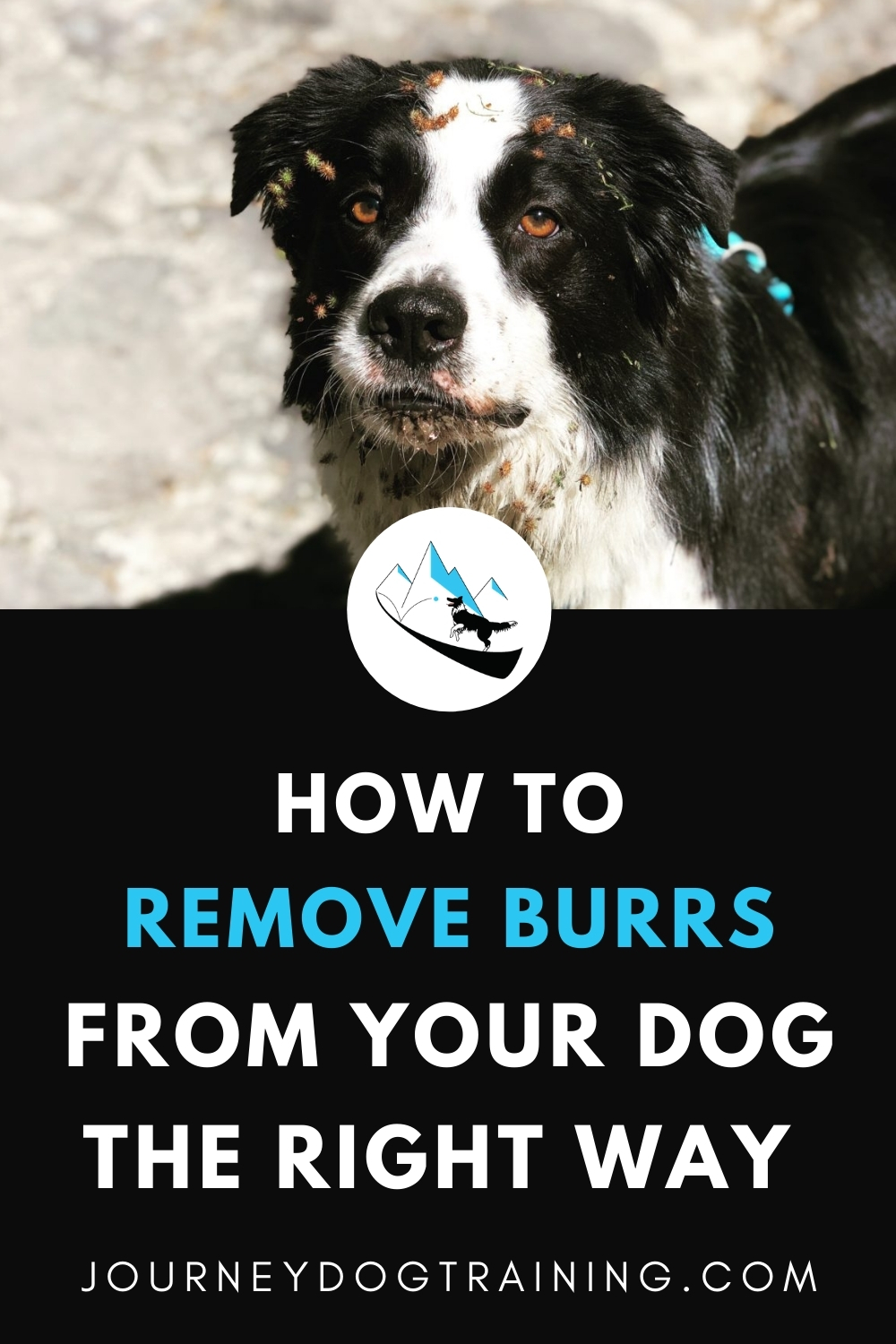 how to remove burrs from your dog the right way | journeydogtraining.com