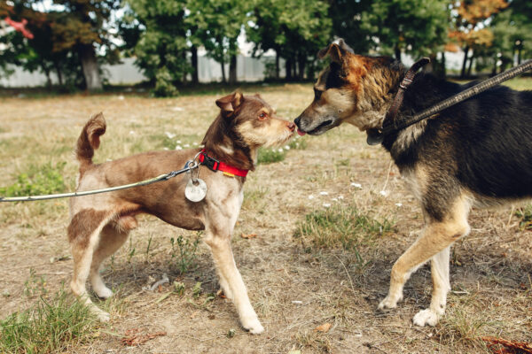 Image showcasing How Do I Teach My Dog to Play Nicely With Other Dogs?