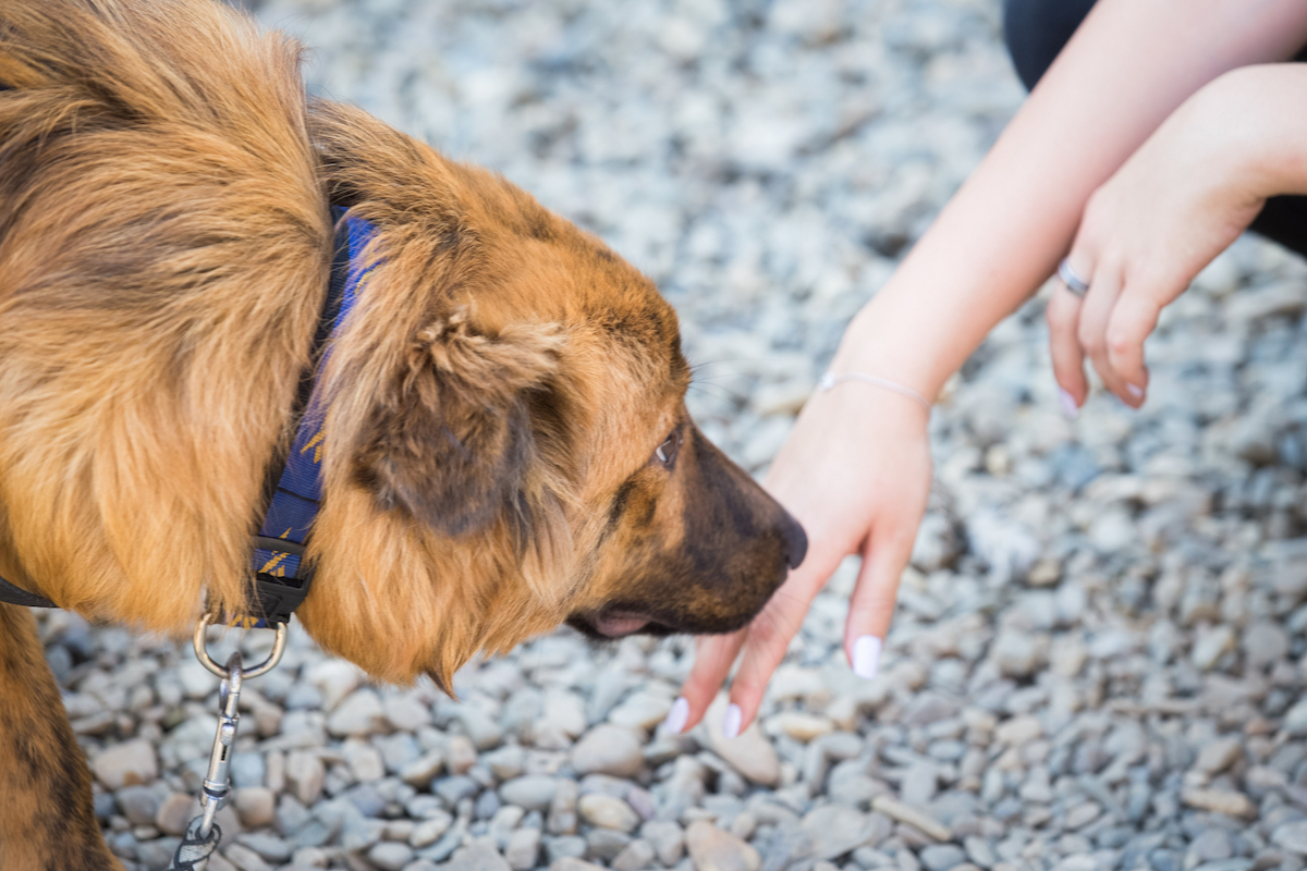 handy shy dog